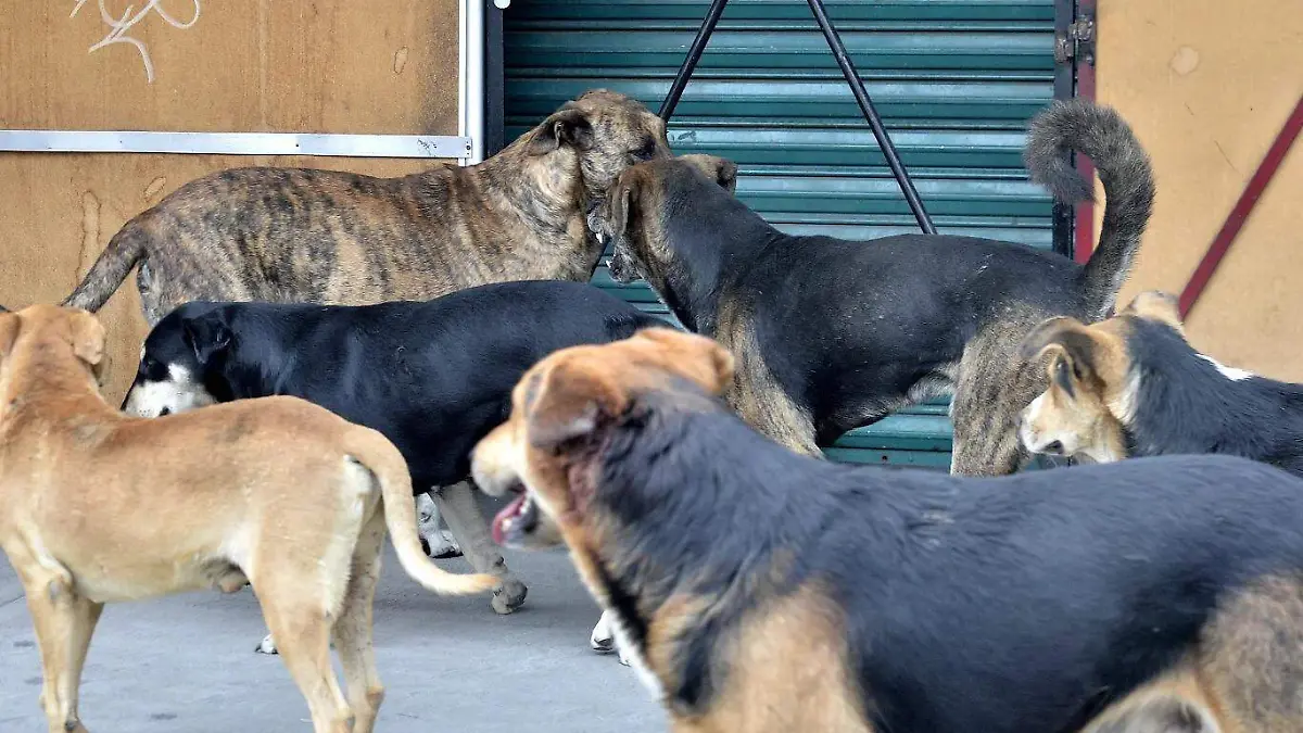 perros 3