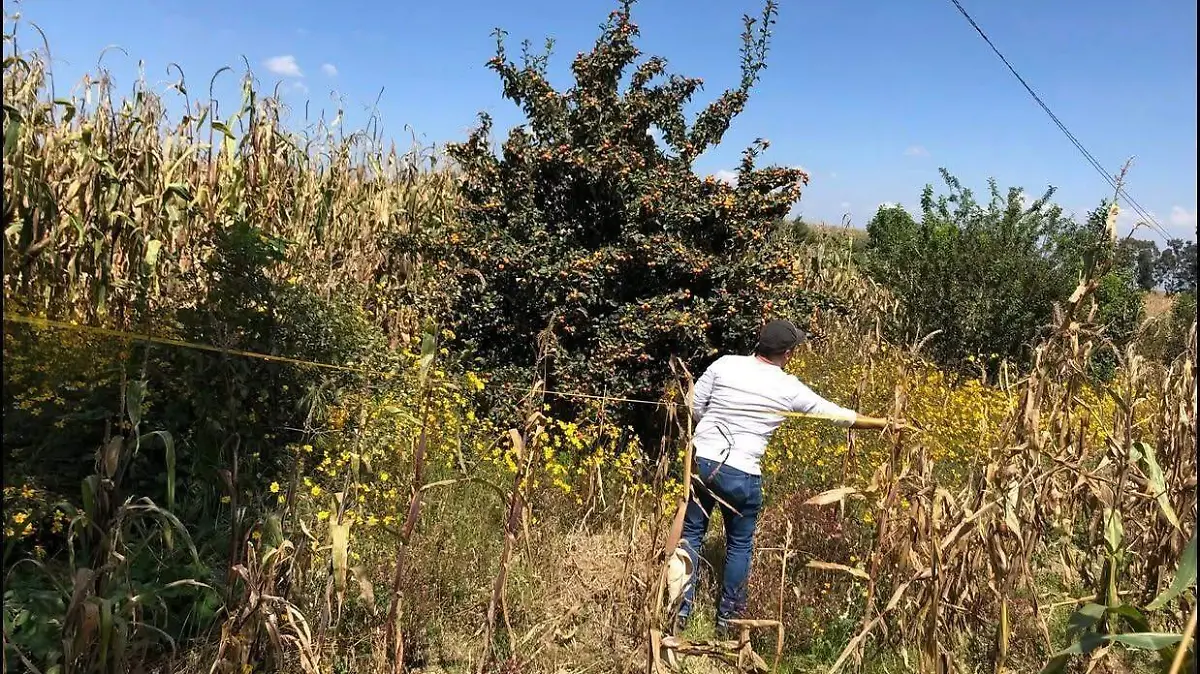 milpa