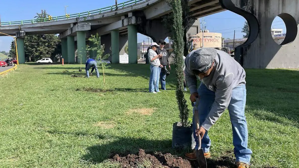 reforestación