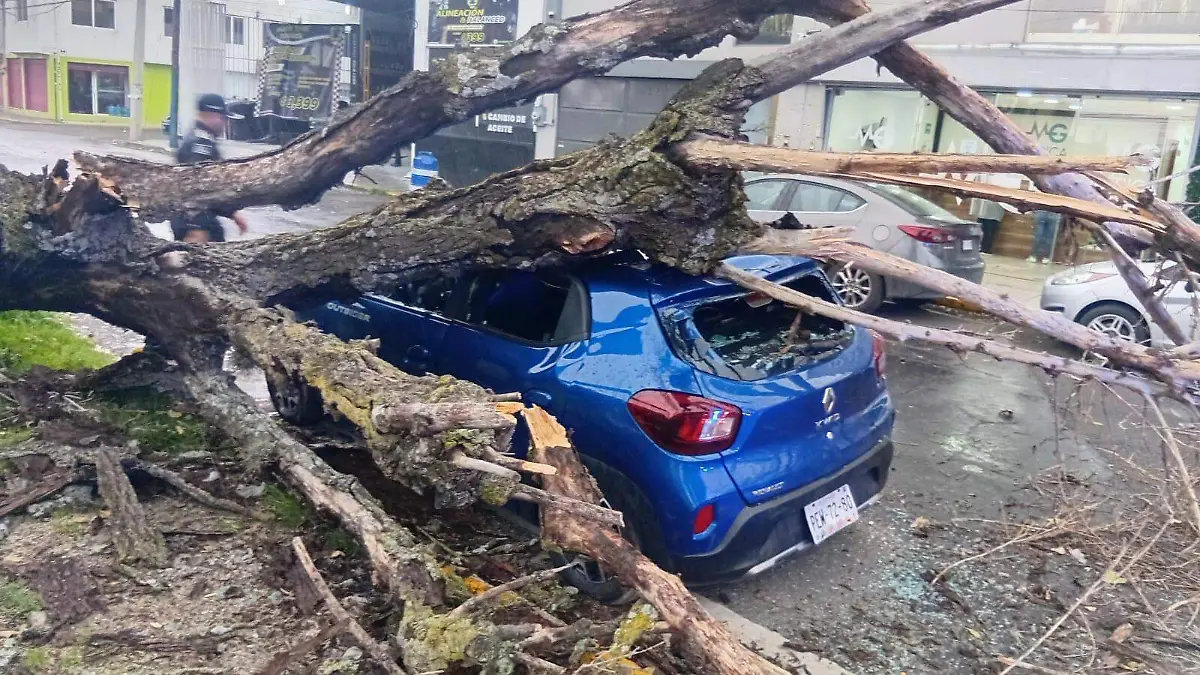 vehiculo aplastado por un árbol