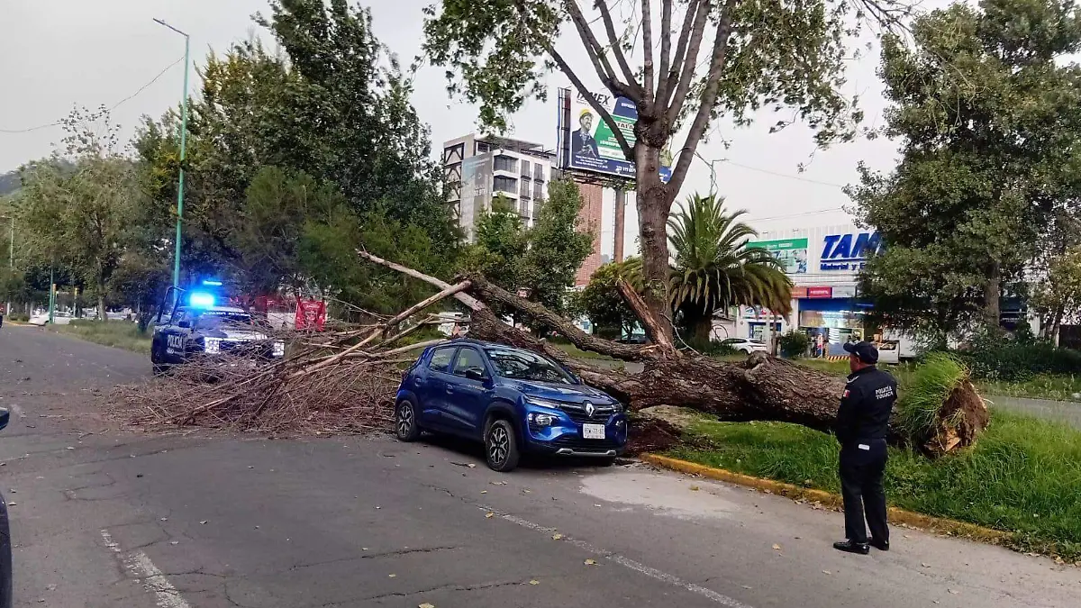 árboles