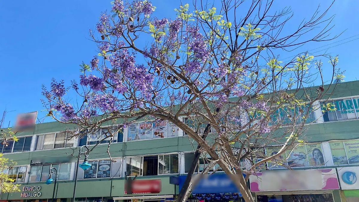 jacarandas