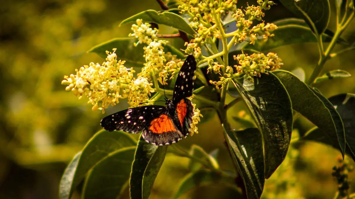 Mariposa