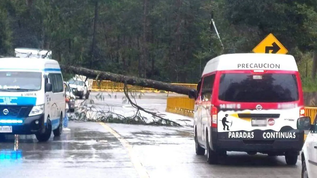 CAYO ARBOL
