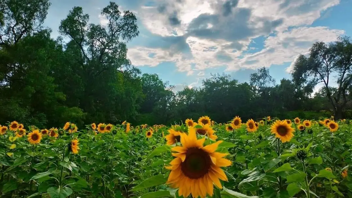 Girasol