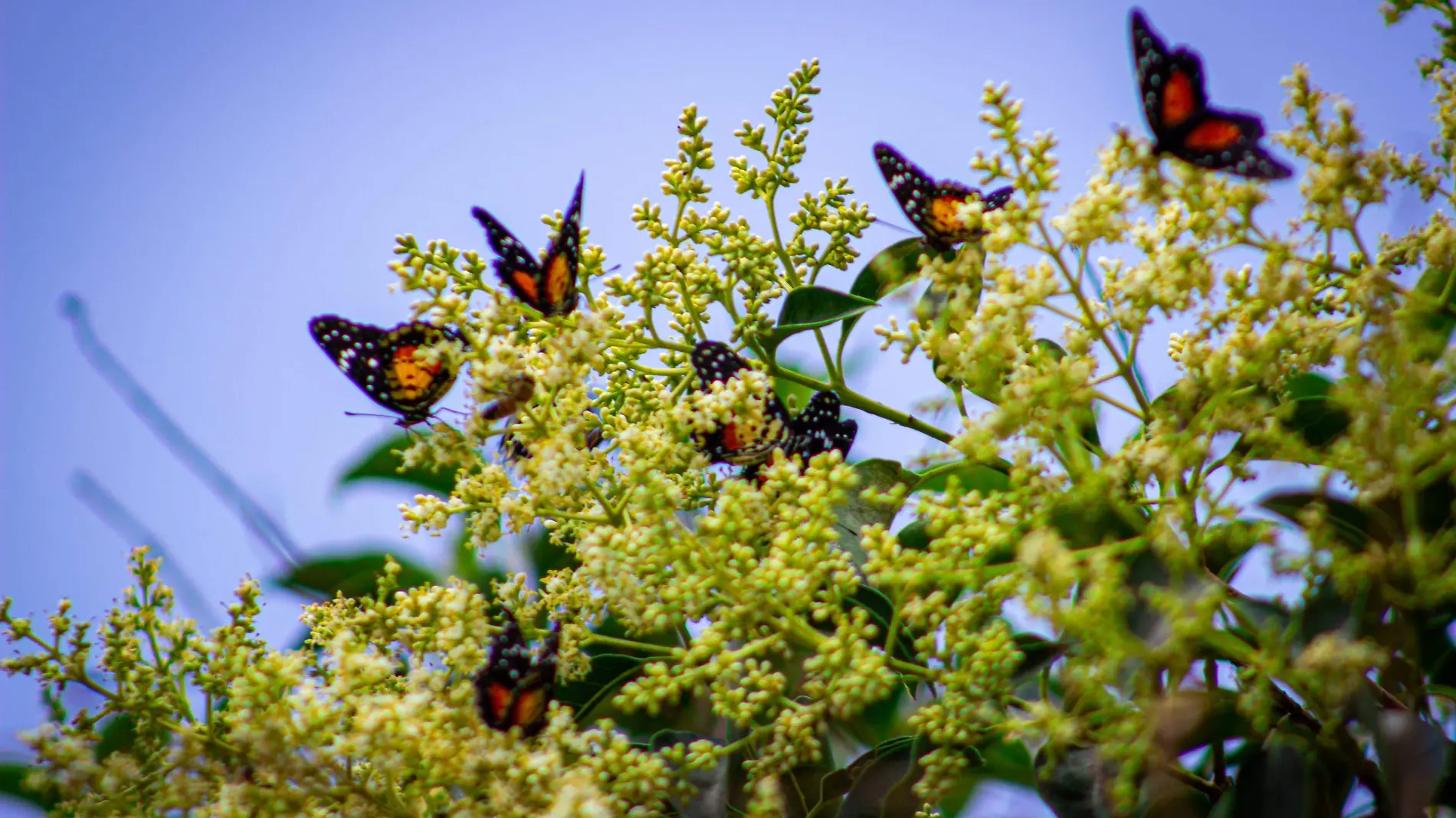 Mariposas