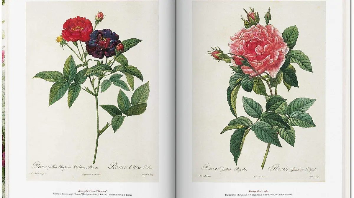 fp-redoute_book_of_flowers-image_05_44831