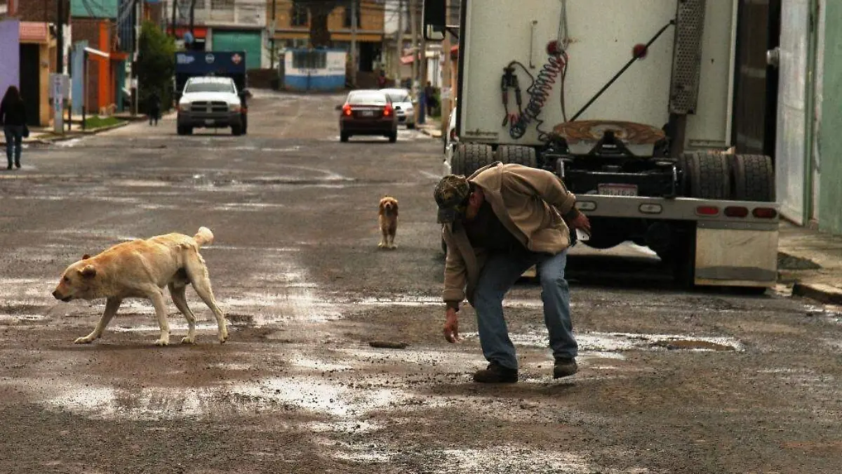 ATAQUE PERRO (1)