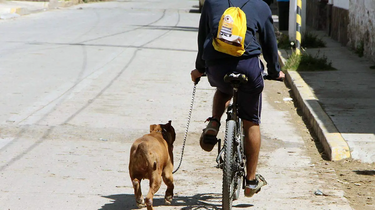 ATAQUE PERRO 1
