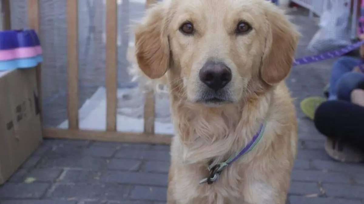 TENER -MASCOTA -RESPONSABLE