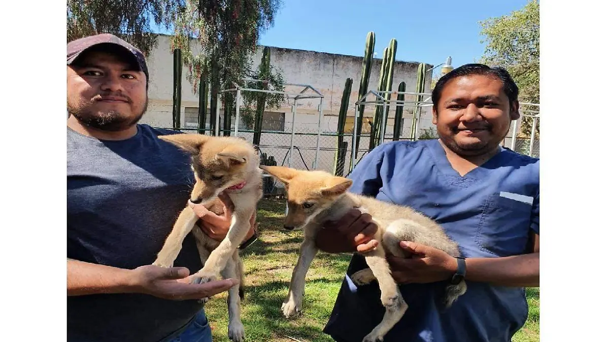 coyotes