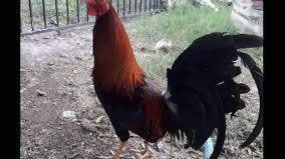varios beneficiados 1
