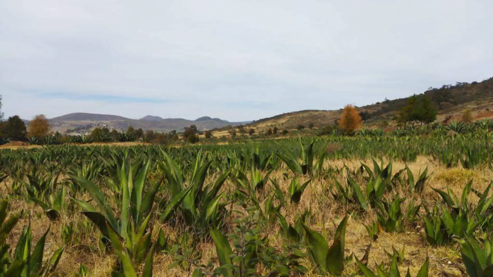 MAGUEY