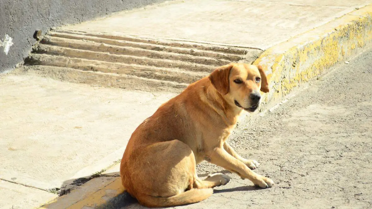 2 MASCOTAAS _ JAFET TERRAZAS