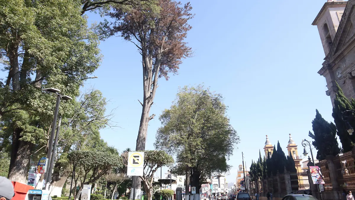 1 ARBOL _ JAFET TERRAZAS