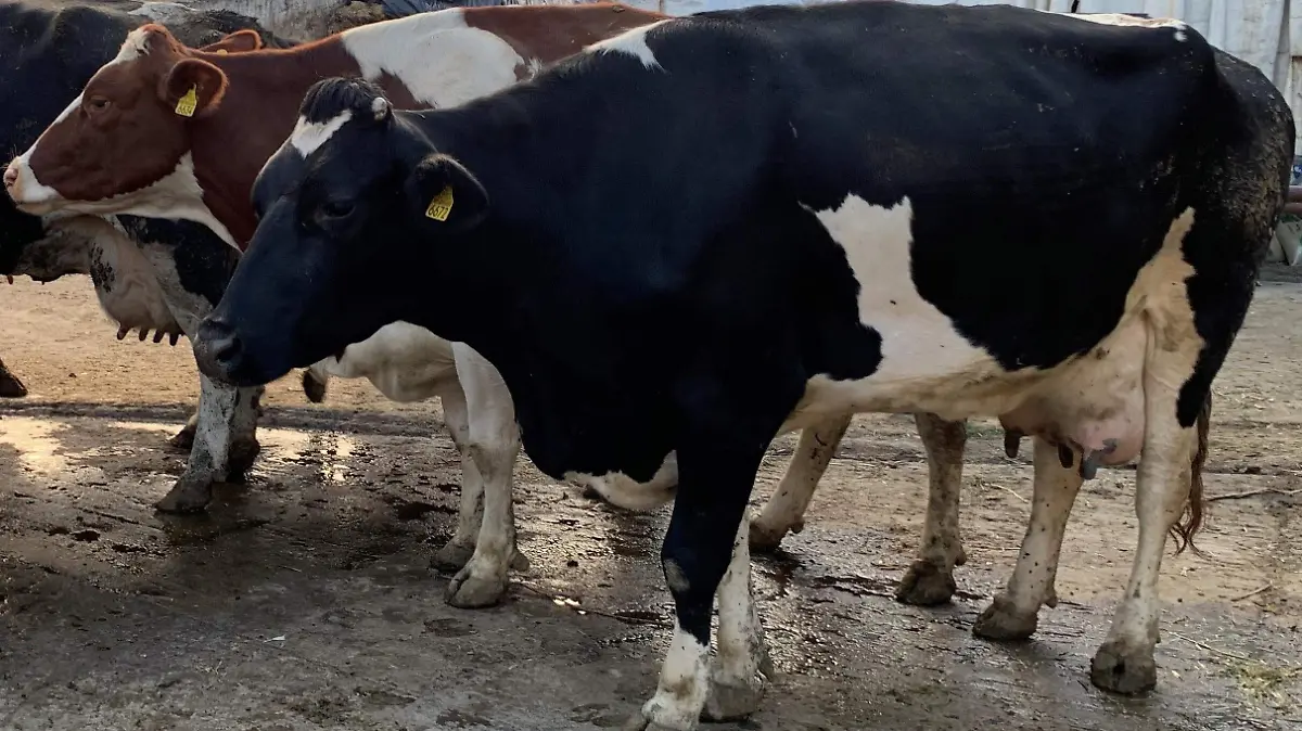 VACAS (2)