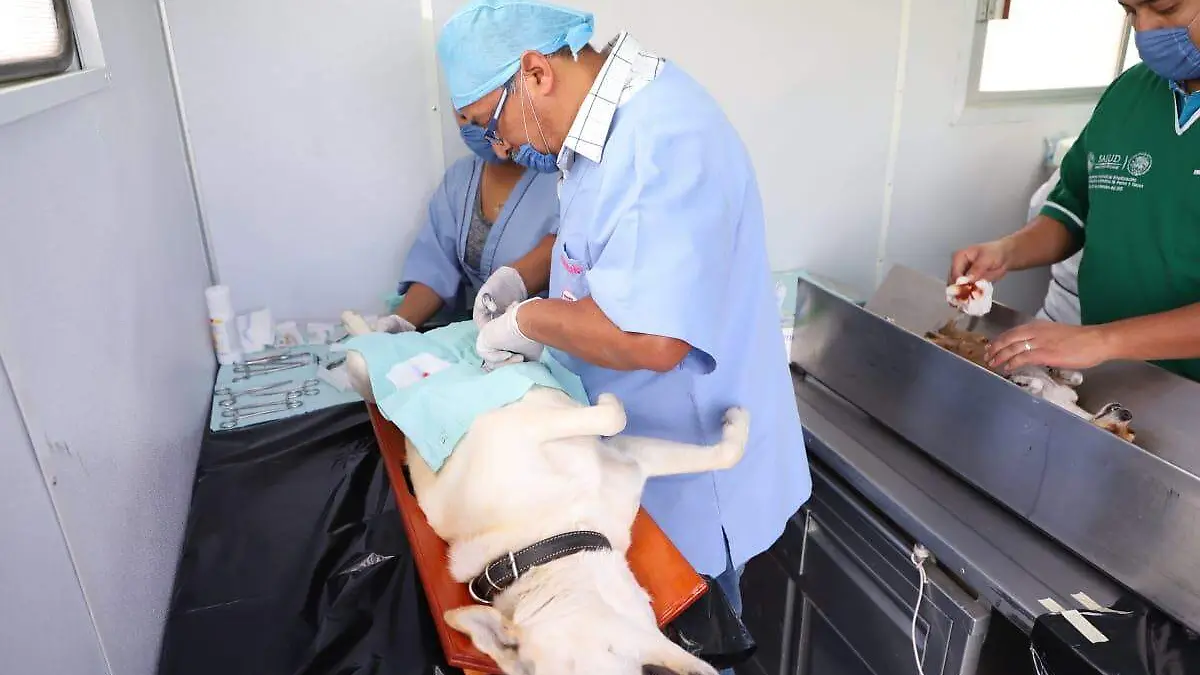 esterilizacion
