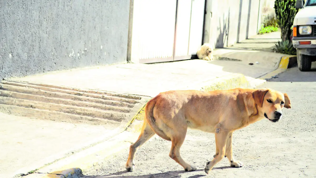 3  SOBRE PROTECCION DE MASCOTAS _ JAFET TERRAZAS_CMYK