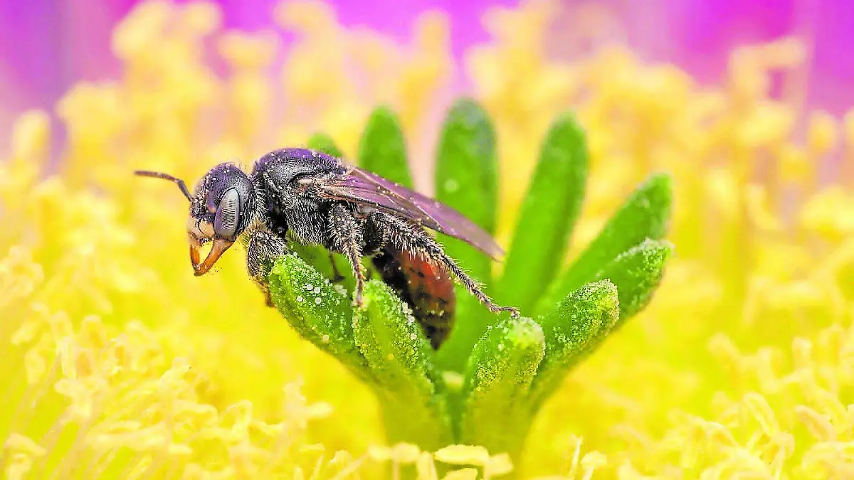 ABEJAS1_CMYK