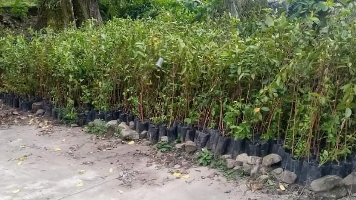 ÁRBOLES FRUTALES (2)