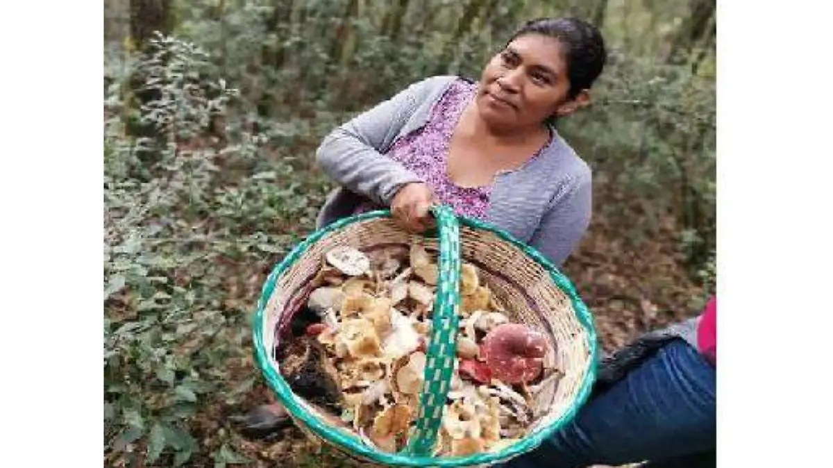 HONGOS (2)