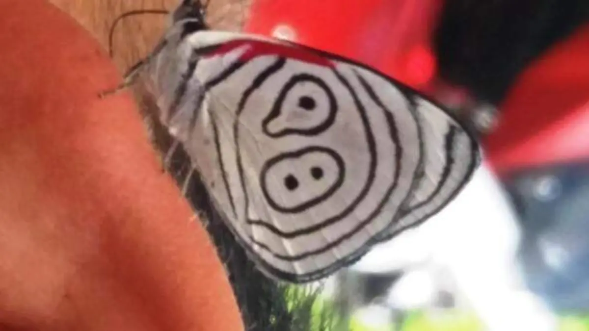 MARIPOSAS.