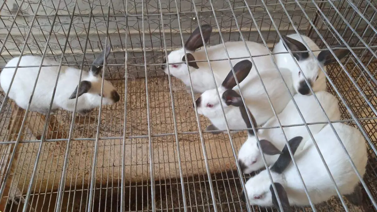 CONEJOS
