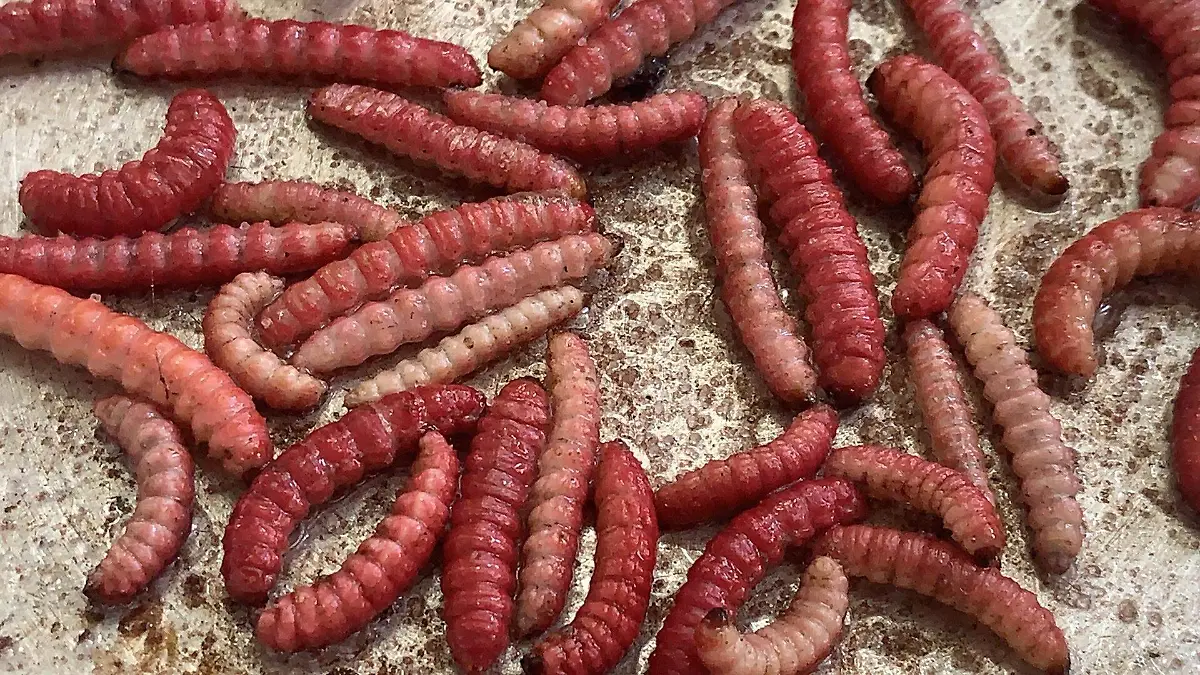 CHINICUILES (2)