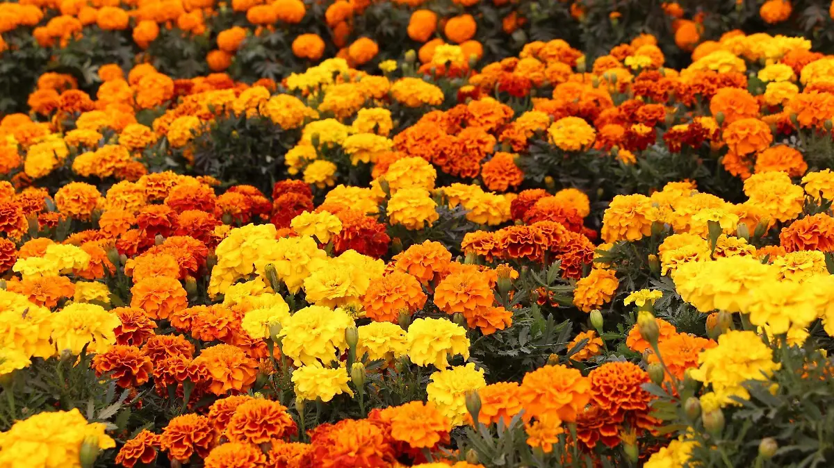 FLOR DE CEMPASUCHIL (3)