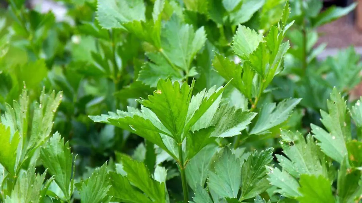 PLANTAS MEDICINALES  Y COMESTIBLES