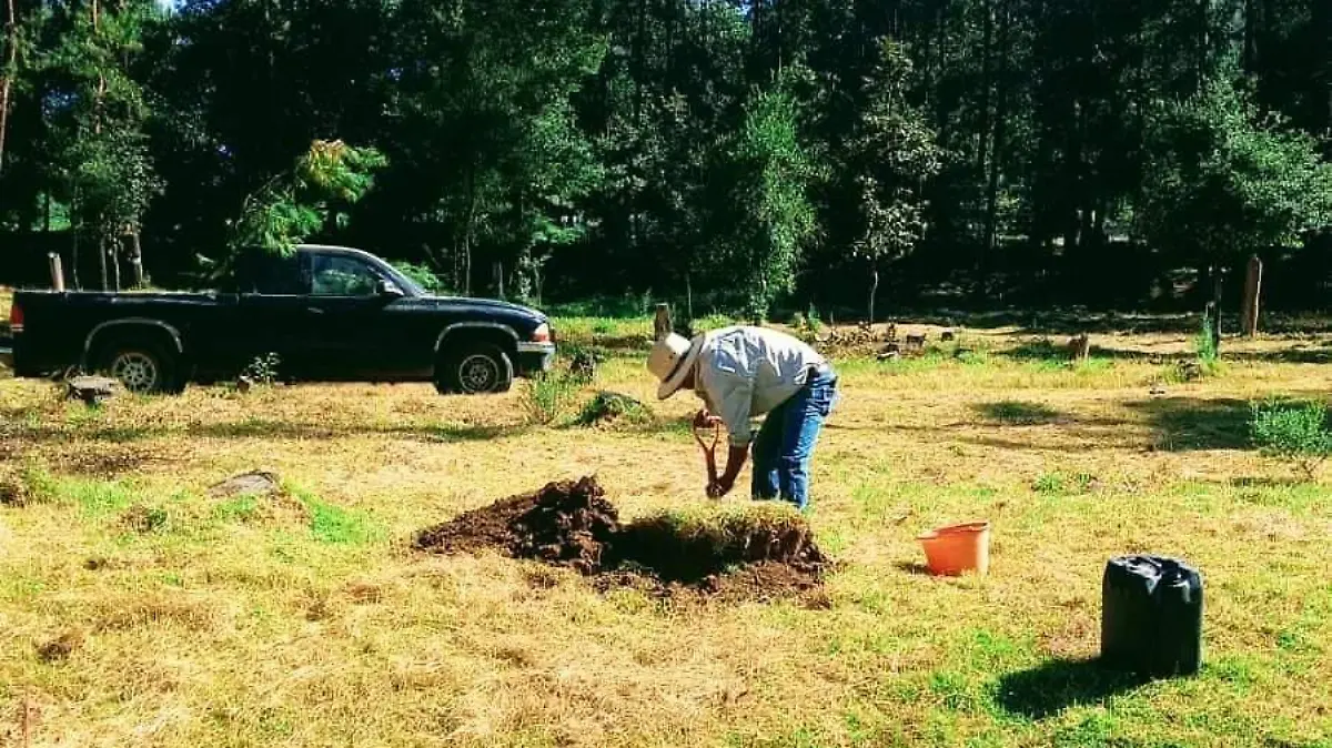 REFORESTACIÓN 