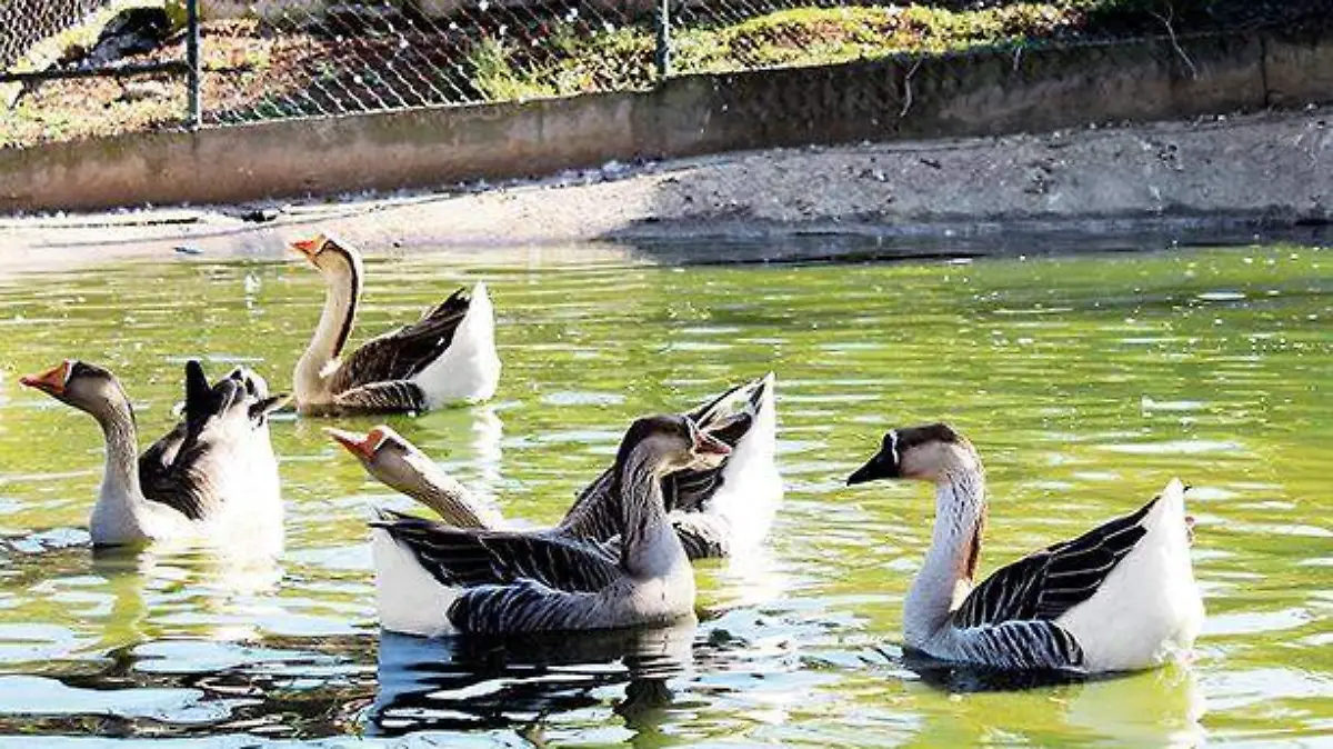 AVIARIO ZOO
