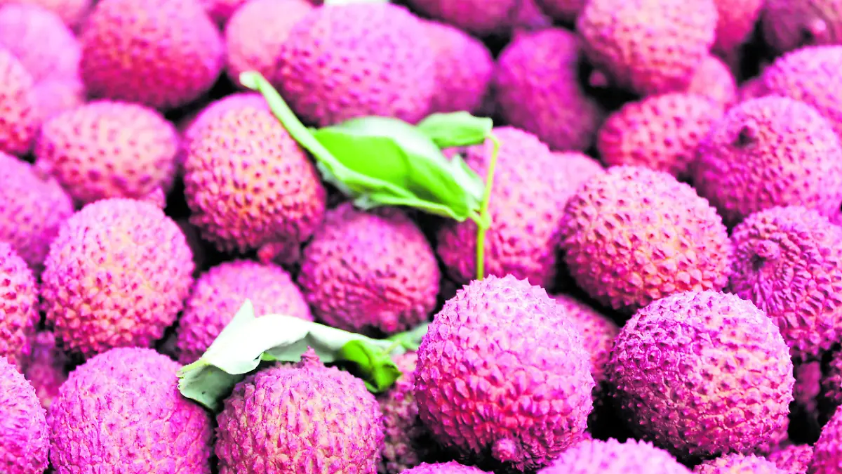 LICHIS _ JAFET TERRAZAAS 4_CMYK