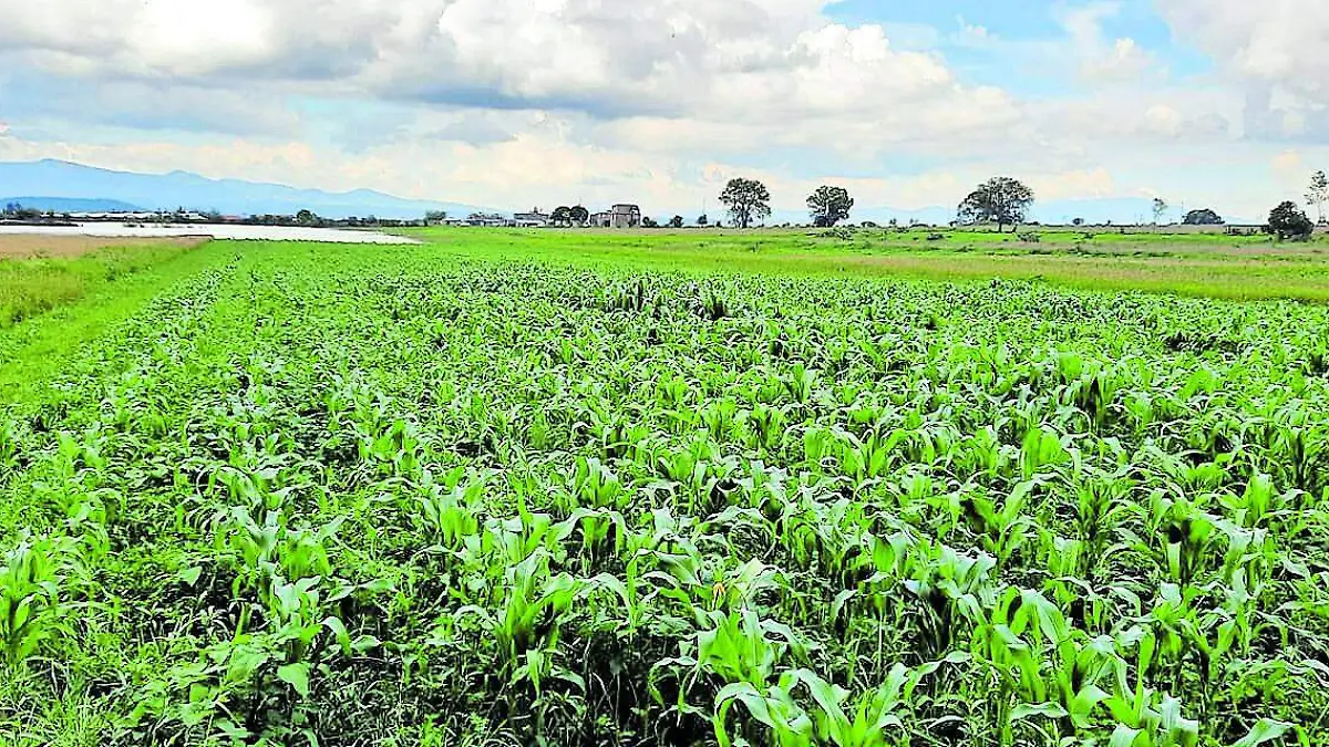 BUSCAN ALTERNATIVA_CMYK