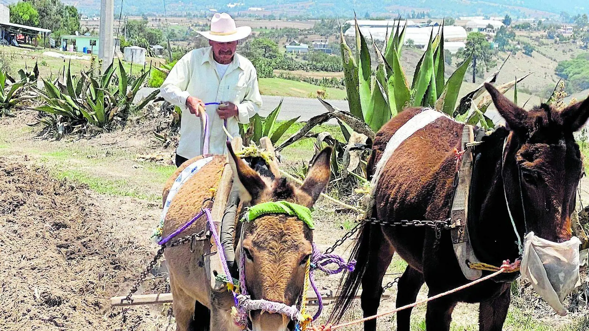 CAMPESINO(5)_CMYK