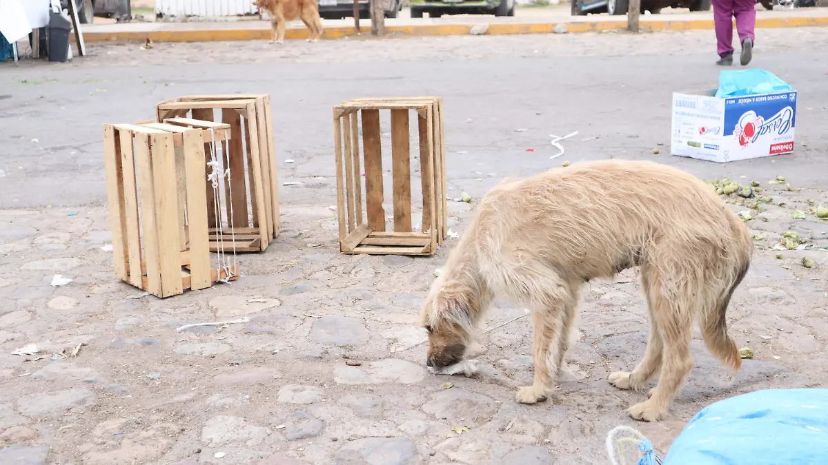 2  REGLAMENTOS DE TENENCIAS_ JAFET TERRAZAS