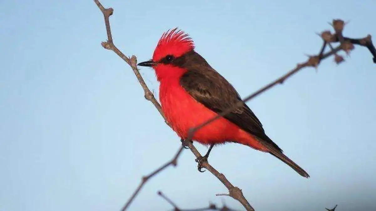 Cardenal rojo