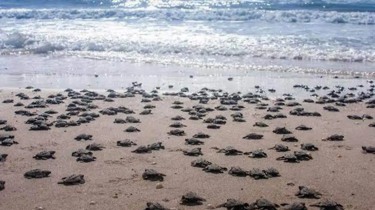 tortugas-oaxaca1
