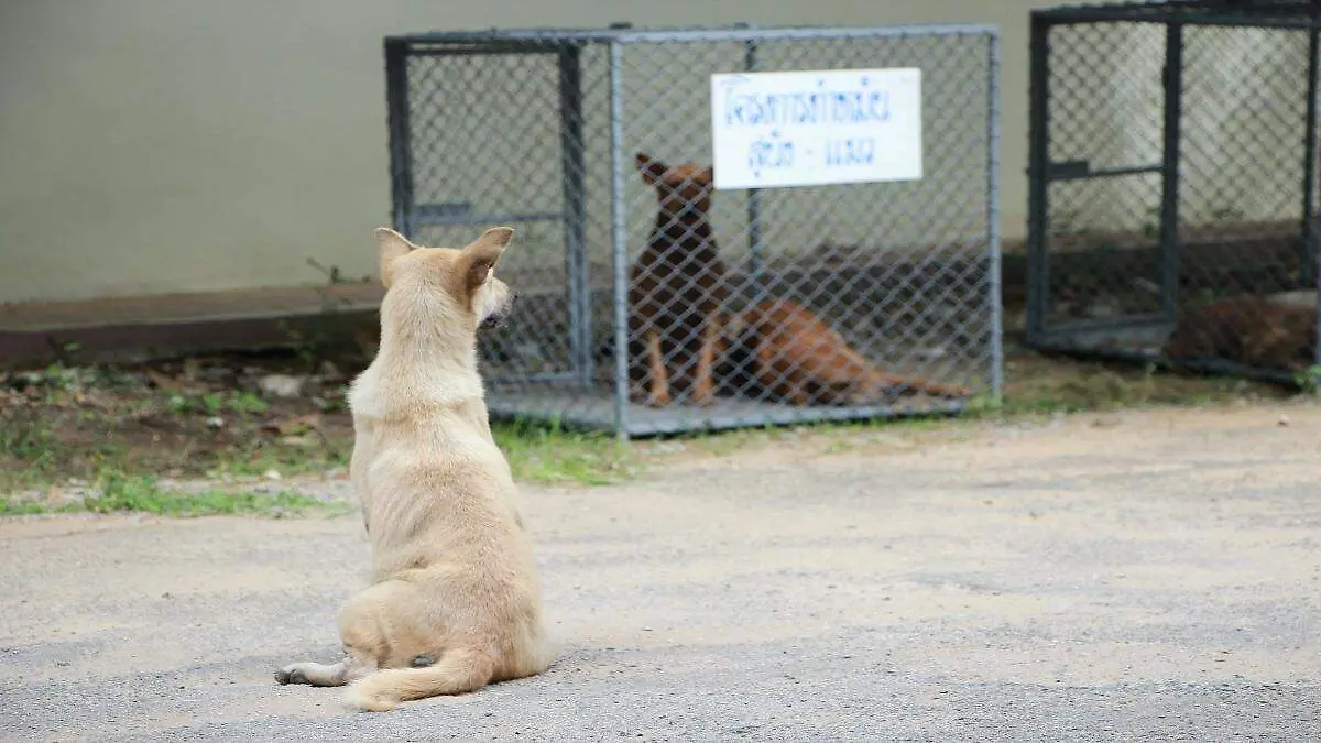 Maltrato animal