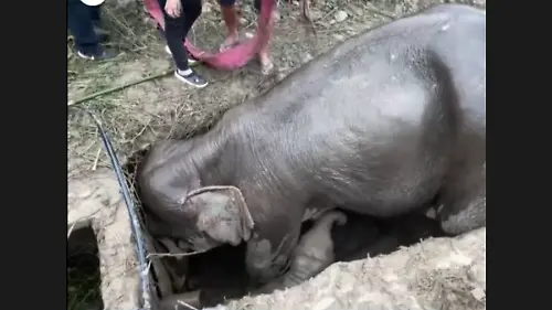 elefanta tailandia (1)
