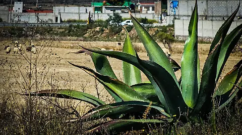 Productora de maguey está en contra de vender su tierra para Parque  Fotovoltaico - El Sol de Tulancingo | Noticias Locales, Policiacas, sobre  México, Hidalgo y el Mundo