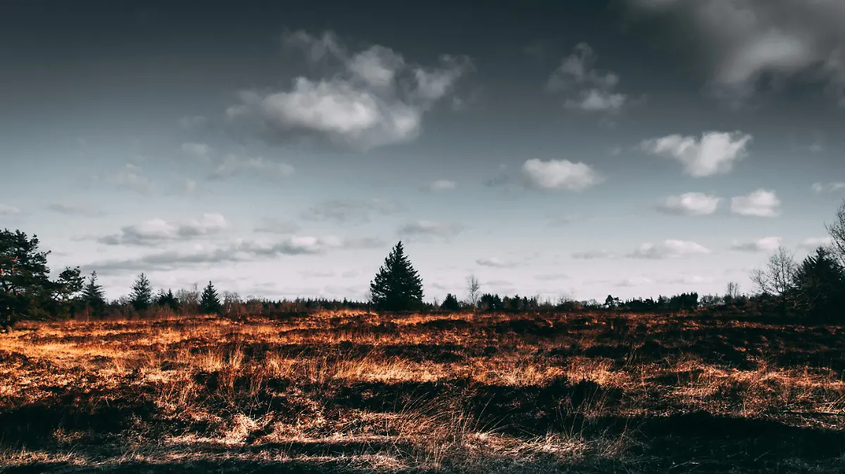 pexels-einfoto-2305169