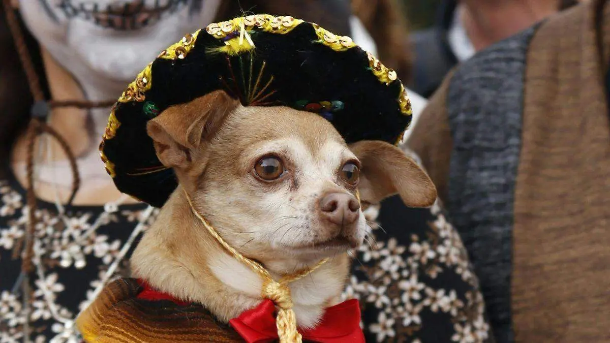 perro miedo pasarela mascotas día de muertos tulancingo