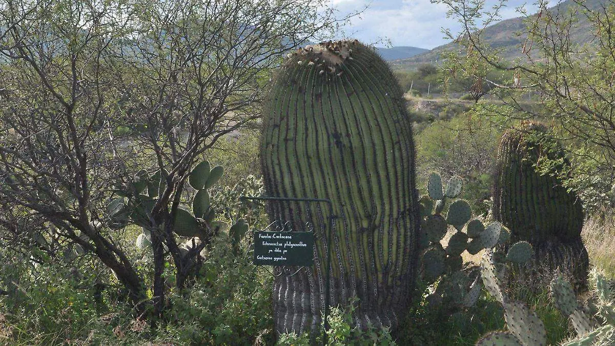 WhatsApp Image 2026-02-18 at 7.29.50 PM