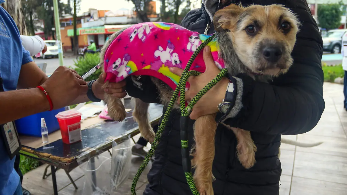 VACUNA PERROS CUARTOSCURO