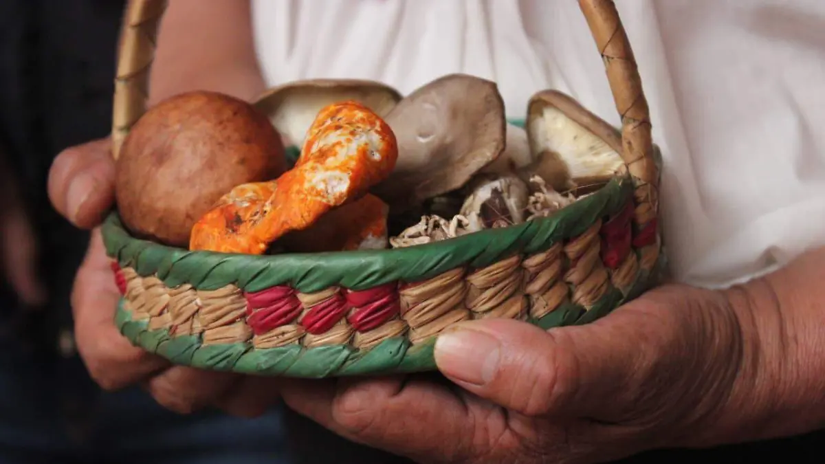 HONGOS  3