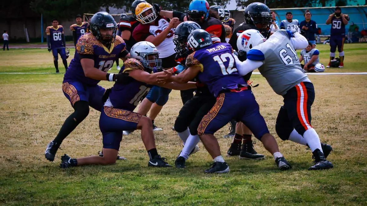 stallions