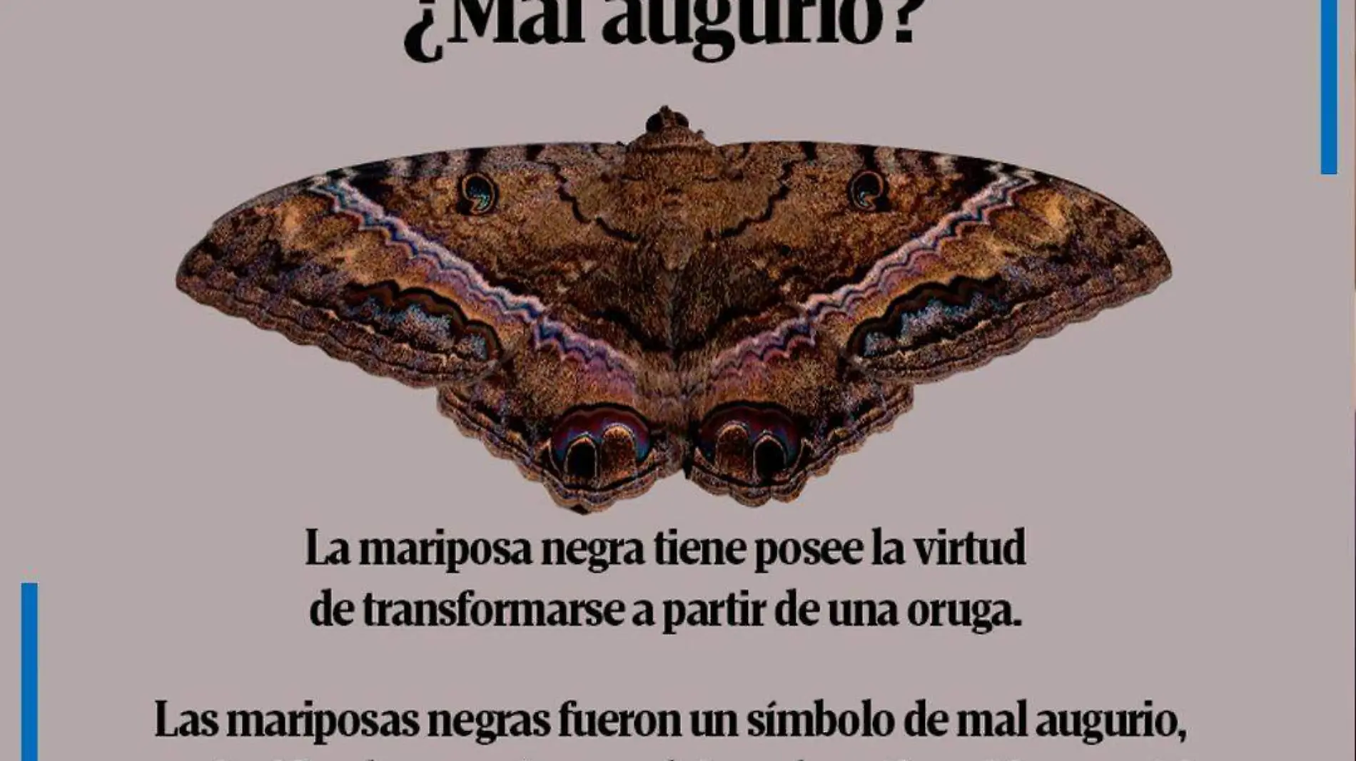 Infografía mariposa negra