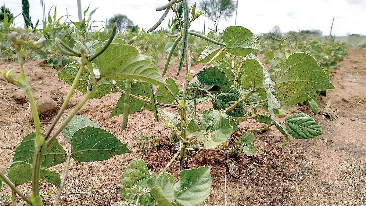 Planta-de-frijol