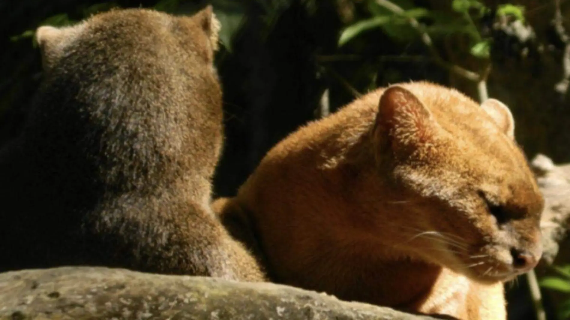 Jaguarundi